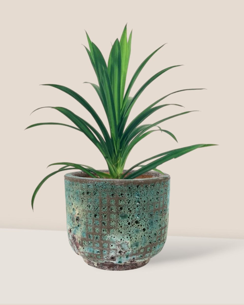 Pandan Plant - grow pot - Potted plant - Tumbleweed Plants - Online Plant Delivery Singapore