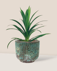 Pandan Plant - grow pot - Potted plant - Tumbleweed Plants - Online Plant Delivery Singapore