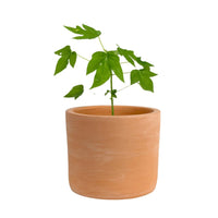 Papaya Plant Junior