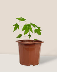 Papaya Plant (0.3m) - grow pot - Potted plant - Tumbleweed Plants - Online Plant Delivery Singapore