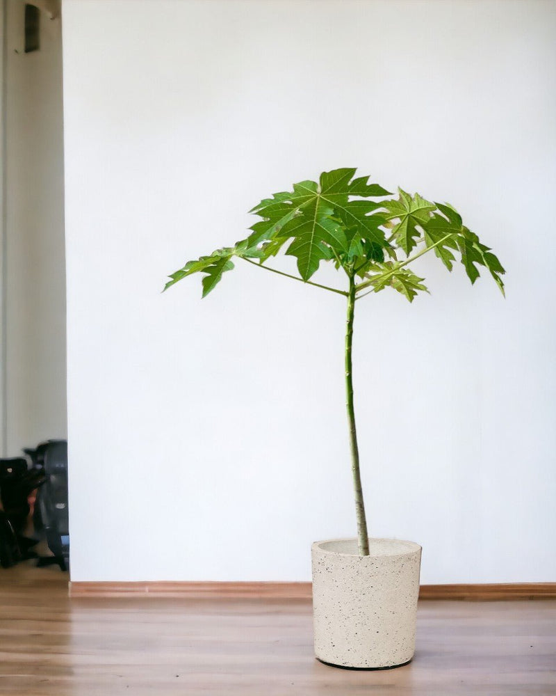 Papaya Plant - grow pot - Potted plant - Tumbleweed Plants - Online Plant Delivery Singapore