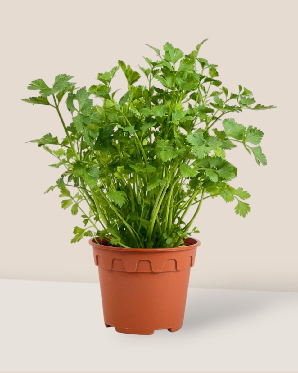 parsley plant pot Fresh Parsley Plants for Sale – Enhance Your Culinary Creations