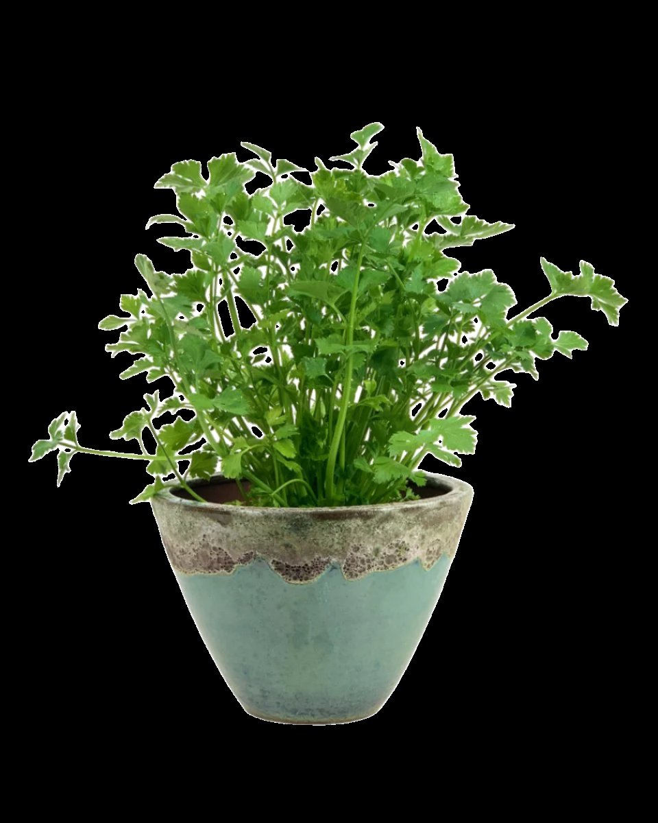 Parsley - grow pot - Potted plant - Tumbleweed Plants - Online Plant Delivery Singapore