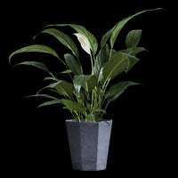Peace Lily - Big Leaf (0.4m)