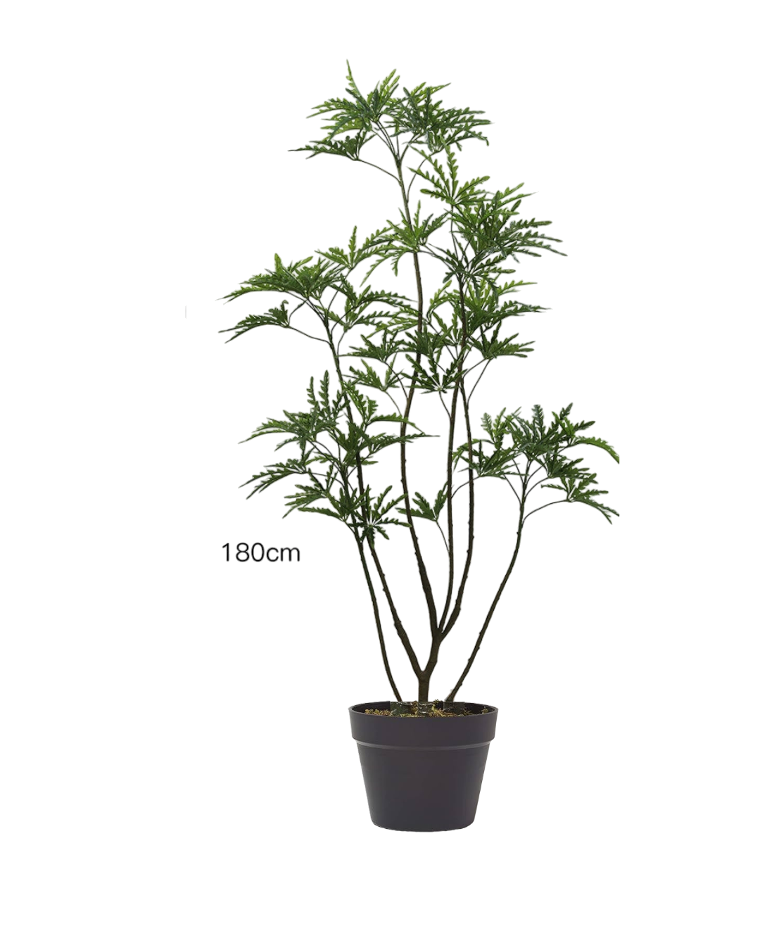 Peacock Plant (Life-like Artificial)