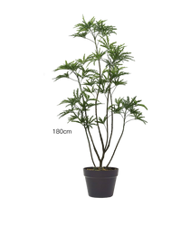 Peacock Plant (Life-like Artificial)