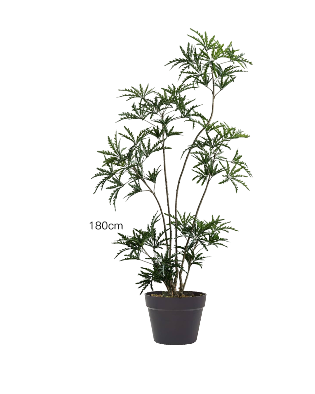 Peacock Plant (Life-like Artificial)