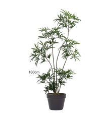 Peacock Plant (Life-like Artificial)