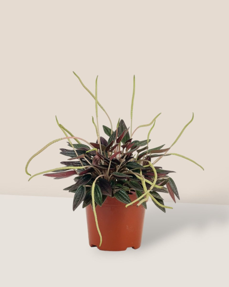 Peperomia Radiator Plant - grow pot - Potted plant - Tumbleweed Plants - Online Plant Delivery Singapore