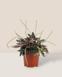 Peperomia Radiator Plant - grow pot - Potted plant - Tumbleweed Plants - Online Plant Delivery Singapore