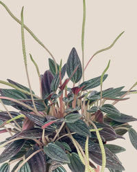Peperomia Radiator Plant - grow pot - Potted plant - Tumbleweed Plants - Online Plant Delivery Singapore