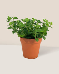 Peperomia Rotundifolia - Potted plant -  Tumbleweed Plants