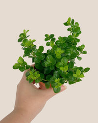 Peperomia Rotundifolia - Potted plant -  Tumbleweed Plants