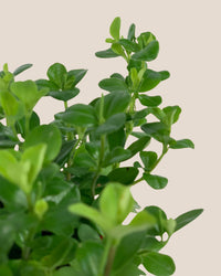 Peperomia Rotundifolia - Potted plant -  Tumbleweed Plants
