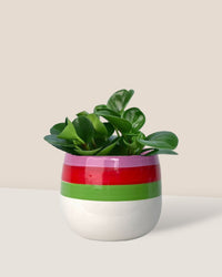 Baby Rubber Plant paired with poppy color planters - buzz lightyear