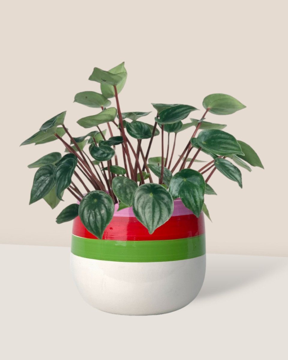 Peperomia Watermelon 'Peperomia Argyreia' - poppy color planter - buzz lightyear - Potted plant - Tumbleweed Plants - Online Plant Delivery Singapore
