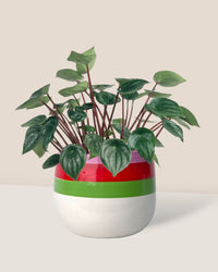 Peperomia Watermelon 'Peperomia Argyreia' - poppy color planter - buzz lightyear - Potted plant - Tumbleweed Plants - Online Plant Delivery Singapore