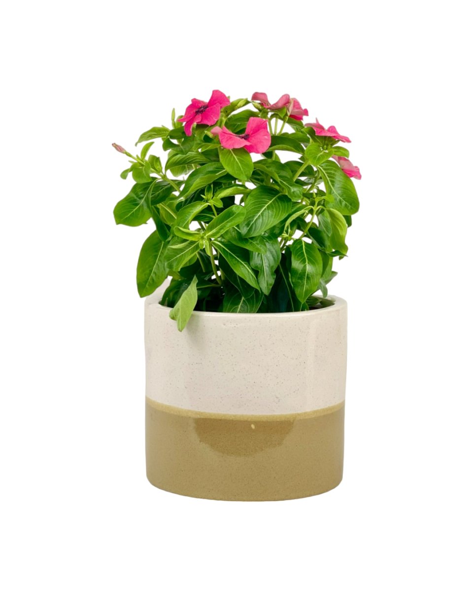 Periwinkle - grow pot - Potted plant - Tumbleweed Plants - Online Plant Delivery Singapore