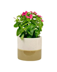 Periwinkle - grow pot - Potted plant - Tumbleweed Plants - Online Plant Delivery Singapore