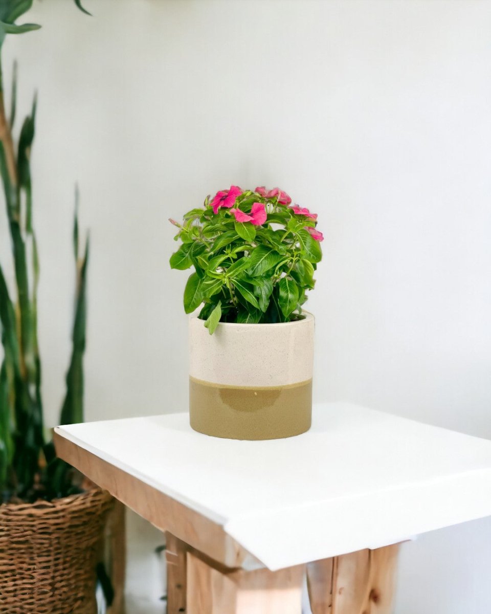 Periwinkle - grow pot - Potted plant - Tumbleweed Plants - Online Plant Delivery Singapore