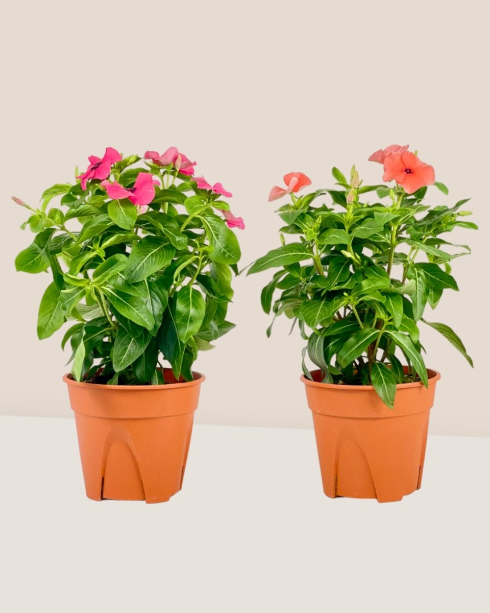 Periwinkle - grow pot - Potted plant - Tumbleweed Plants - Online Plant Delivery Singapore