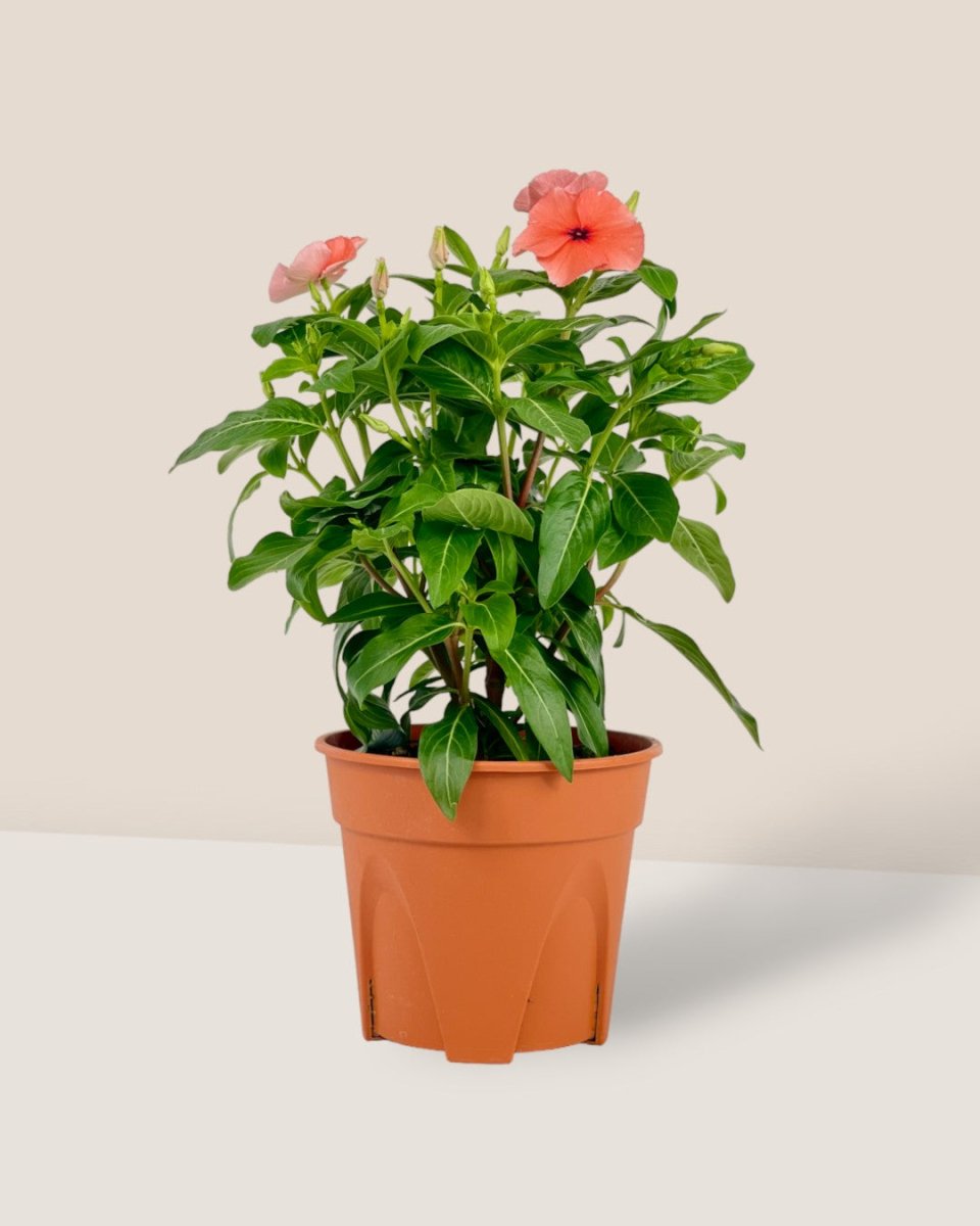 Periwinkle - grow pot - Potted plant - Tumbleweed Plants - Online Plant Delivery Singapore