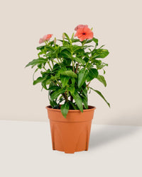 Periwinkle - grow pot - Potted plant - Tumbleweed Plants - Online Plant Delivery Singapore