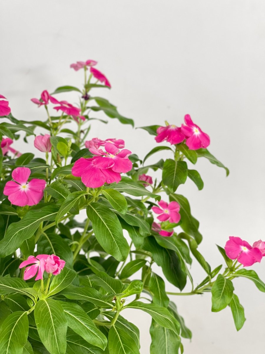 Periwinkle - grow pot - Potted plant - Tumbleweed Plants - Online Plant Delivery Singapore