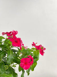 Periwinkle - grow pot - Potted plant - Tumbleweed Plants - Online Plant Delivery Singapore