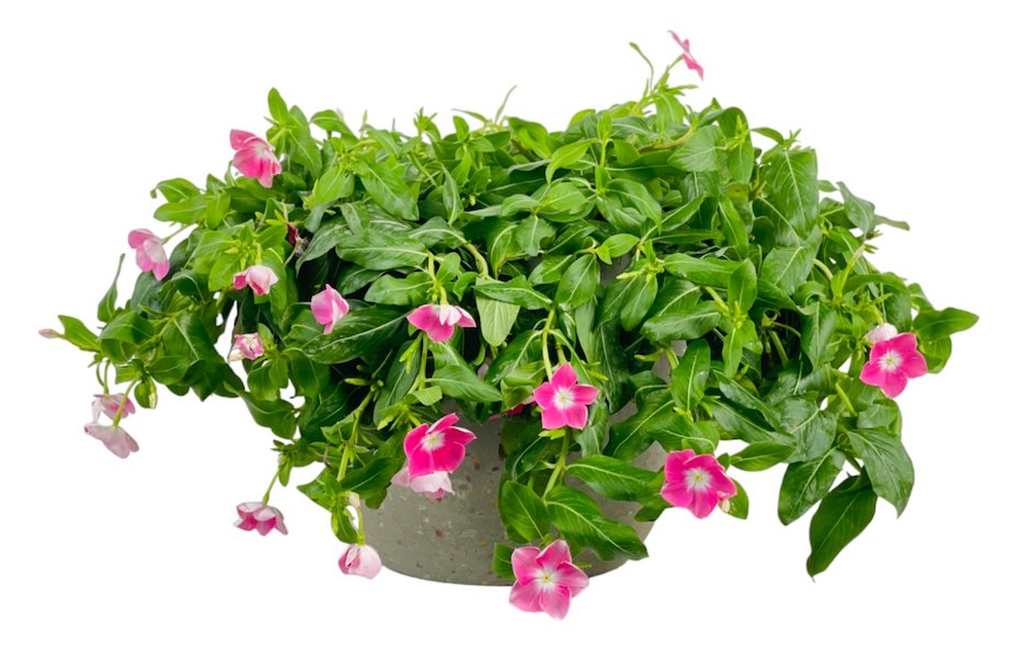 Periwinkle - grow pot - Potted plant - Tumbleweed Plants - Online Plant Delivery Singapore