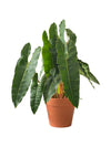 Philodendron Billie Plant - terracotta pot (30cm) - Potted plant - Tumbleweed Plants - Online Plant Delivery Singapore