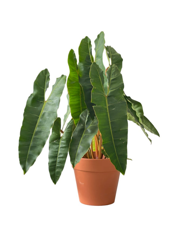 Philodendron Billie Plant - terracotta pot (30cm) - Potted plant - Tumbleweed Plants - Online Plant Delivery Singapore