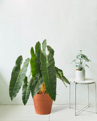 Philodendron Billie Plant - terracotta pot (30cm) - Potted plant - Tumbleweed Plants - Online Plant Delivery Singapore