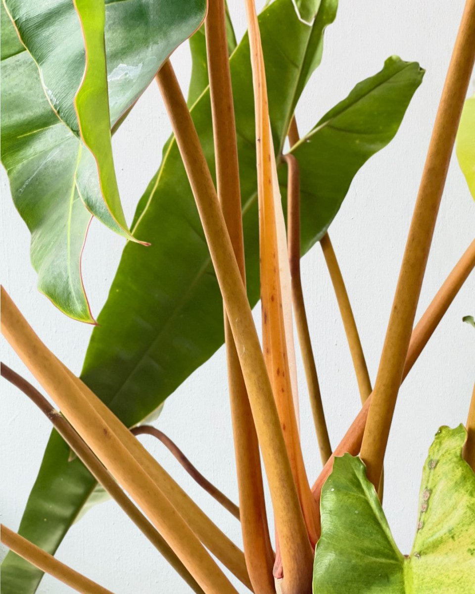 Philodendron Billie Plant - terracotta pot (30cm) - Potted plant - Tumbleweed Plants - Online Plant Delivery Singapore
