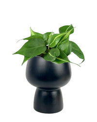 Philodendron Brasil paired with black ceramic sand pot
