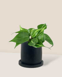 Philodendron Brasil paired with small brindle pot - black