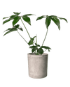 Philodendron Fun Bun - Potted plant - JUST - PHIL - TRR - 2477 - Tumbleweed Plants - Online Plant Delivery Singapore