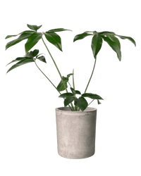 Philodendron Fun Bun - Potted plant - JUST - PHIL - TRR - 2477 - Tumbleweed Plants - Online Plant Delivery Singapore