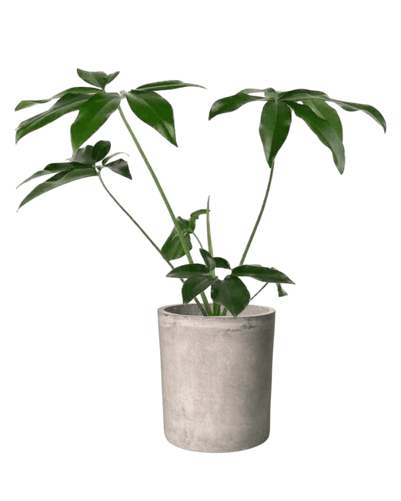 Philodendron Fun Bun - Potted plant - JUST - PHIL - TRR - 2477 - Tumbleweed Plants - Online Plant Delivery Singapore
