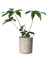 Philodendron Fun Bun