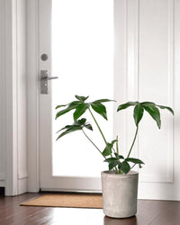 Philodendron Fun Bun - Potted plant - JUST - PHIL - TRR - 2477 - Tumbleweed Plants - Online Plant Delivery Singapore