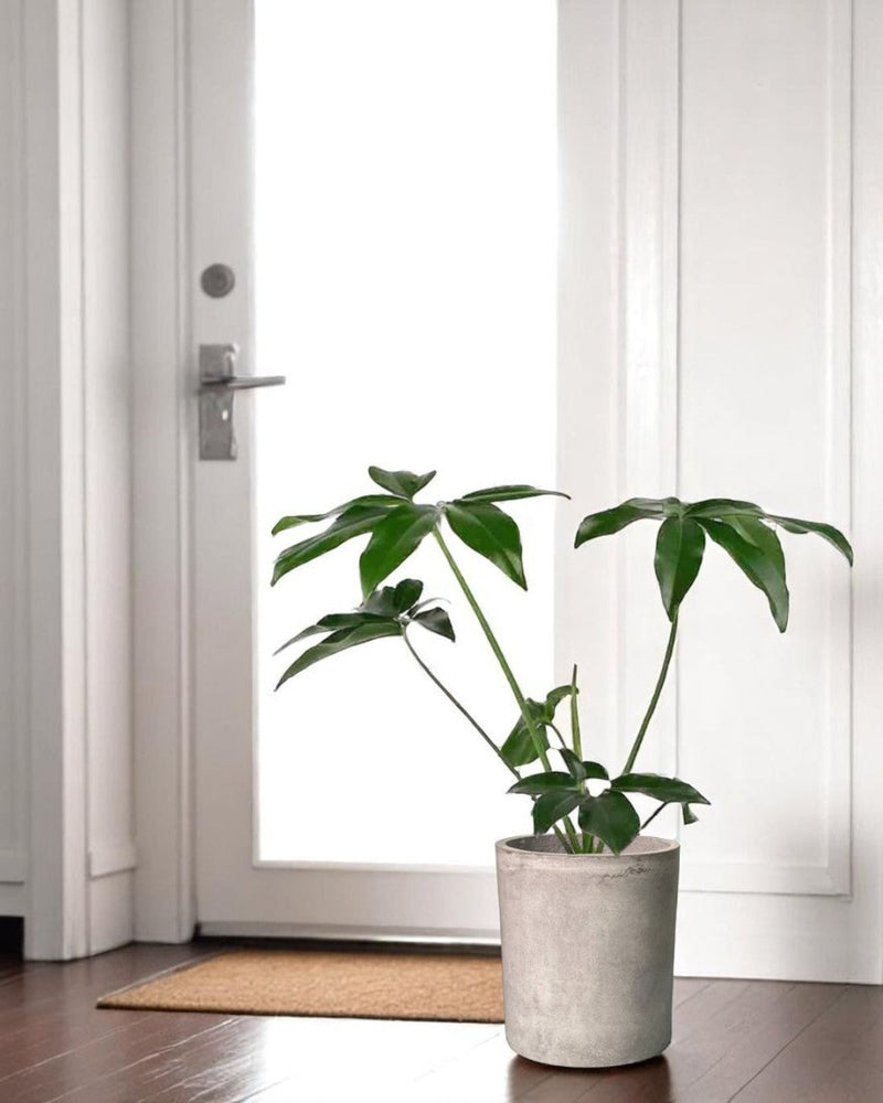 Philodendron Fun Bun - Potted plant - JUST - PHIL - TRR - 2477 - Tumbleweed Plants - Online Plant Delivery Singapore