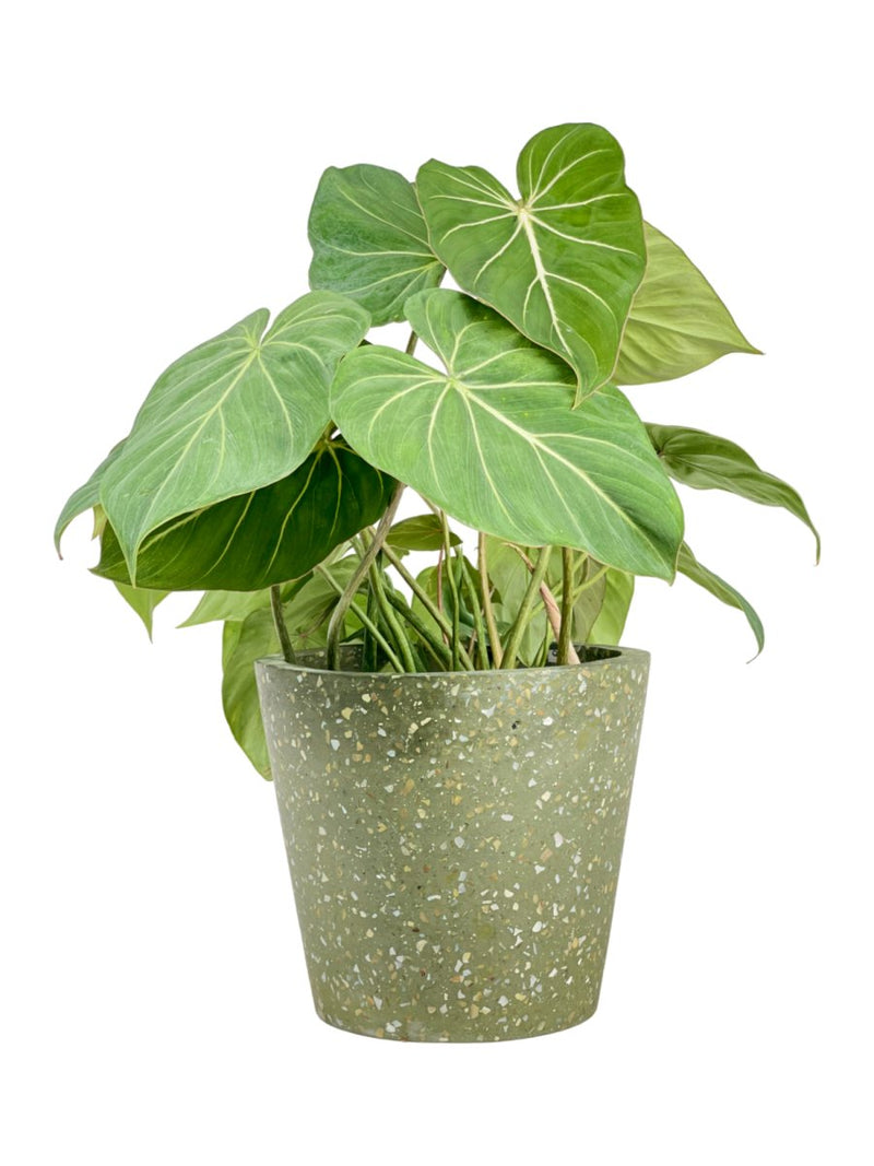 Philodendron Gloriosum - grow pot - Potted plant - Tumbleweed Plants - Online Plant Delivery Singapore