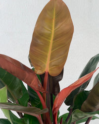 Philodendron Orange Congo Plant (0.6) - grow pot - Potted plant - Tumbleweed Plants - Online Plant Delivery Singapore