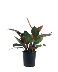 Philodendron Orange Congo Plant (0.6) - Potted plant - POTT - PHIL - GRW - 5739 - Tumbleweed Plants - Online Plant Delivery Singapore