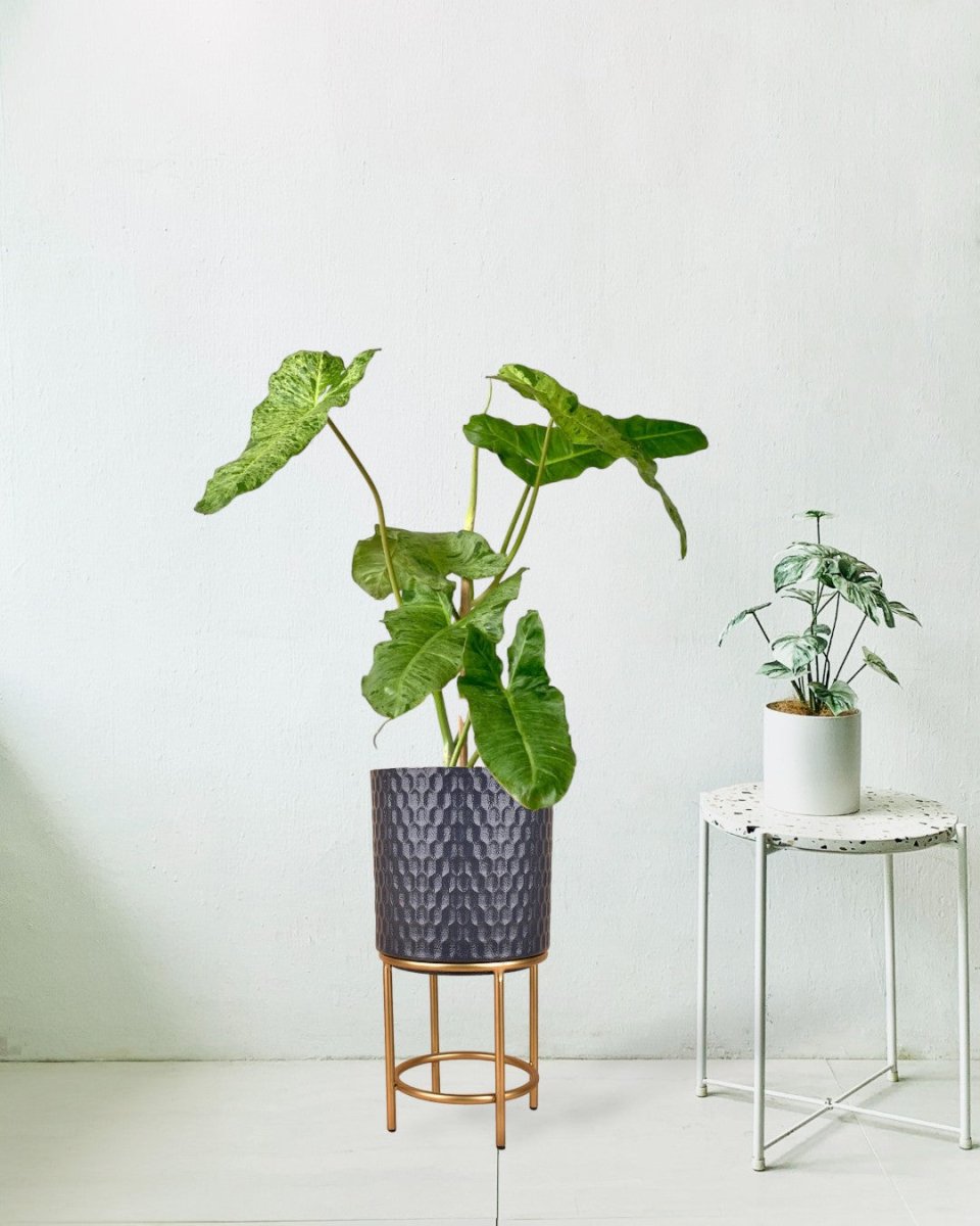 Philodendron Paraiso Verde - grow pot - Potted plant - Tumbleweed Plants - Online Plant Delivery Singapore