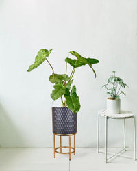 Philodendron Paraiso Verde - grow pot - Potted plant - Tumbleweed Plants - Online Plant Delivery Singapore
