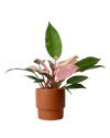 Philodendron Pink Congo paired with plinth pot - chestnut/large