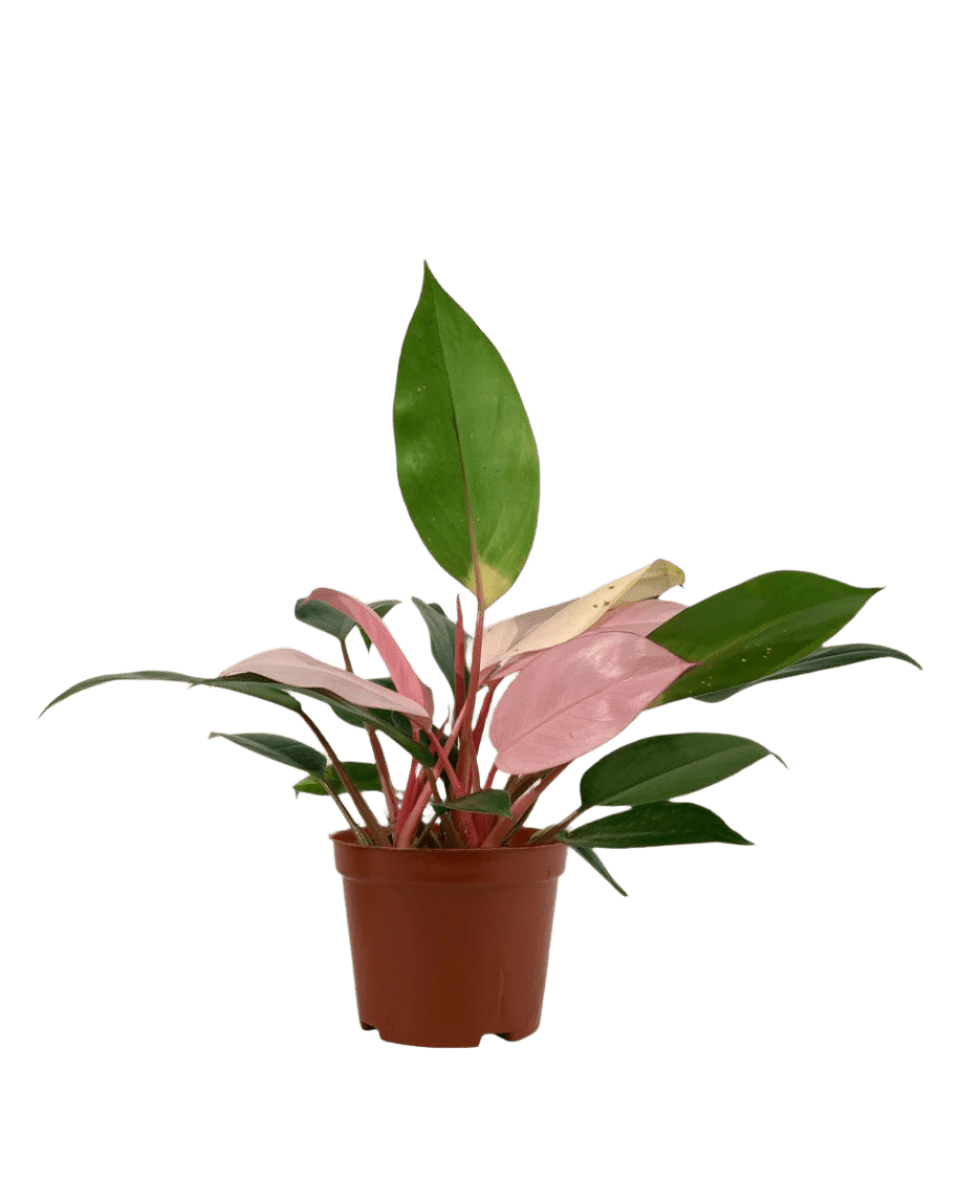 philodendron congo australia Philodendron Pink Congo