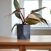 Philodendron Pink Princess